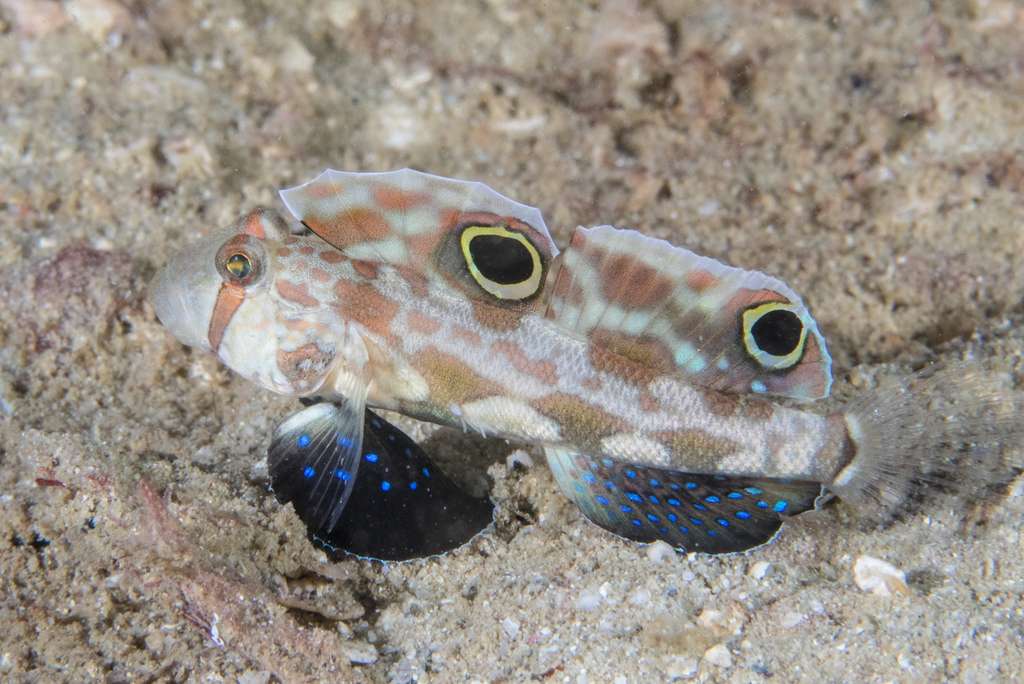 Crab-Eye Goby