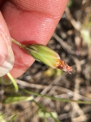 Microseris douglasii