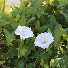 Calystegia sepium sepium