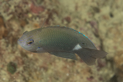 Pomacentrus albimaculus