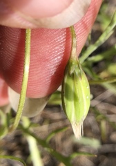 Microseris douglasii