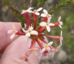 Gnidia squarrosa