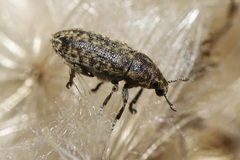 Rhinocyllus