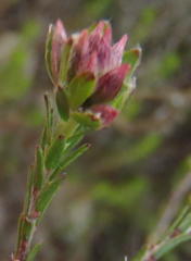 Gnidia squarrosa