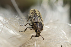 Rhinocyllus