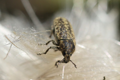 Rhinocyllus