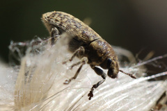 Rhinocyllus