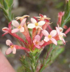 Gnidia squarrosa