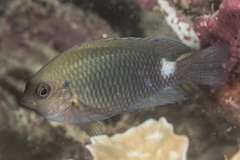 Pomacentrus albimaculus