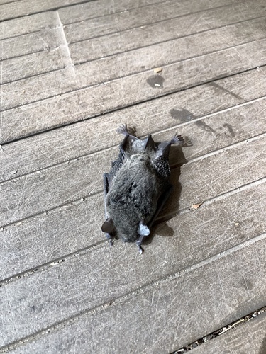 Chalinolobus nigrogriseus, 2021-09-03