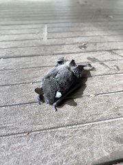 Chalinolobus nigrogriseus