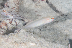 Amblygobius decussatus