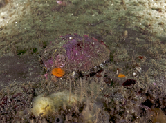 Haliotis walallensis