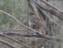 Drymodes brunneopygia