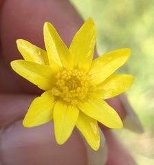 Ranunculus canus