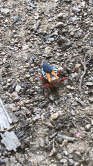 Apiomerus flaviventris