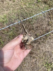 Syconycteris australis