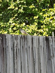 Rhipidura leucophrys