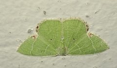Comibaena tenuisaria