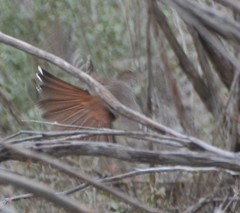 Drymodes brunneopygia