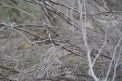 Drymodes brunneopygia