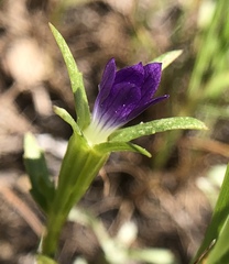 Githopsis specularioides