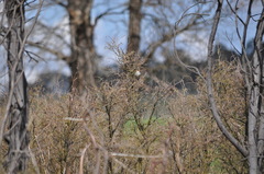 Malurus cyaneus cyanochlamys