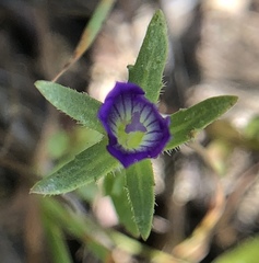 Githopsis specularioides