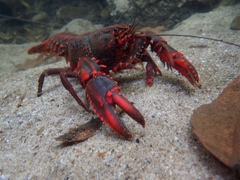 Euastacus