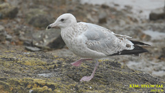Larus argentatus mongolicus