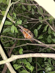 Trichosurus johnstonii