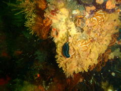 Tambja capensis