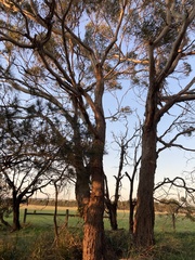 Eucalyptus viminalis pryoriana