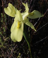 Moraea anomala