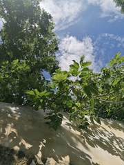 Bursera jerzyi