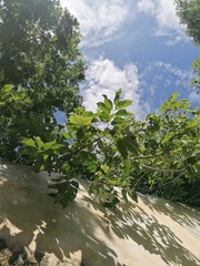 Bursera jerzyi