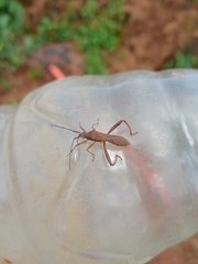 Riptortus linearis