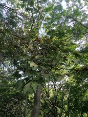 Gyrocarpus