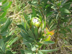 Protea coronata