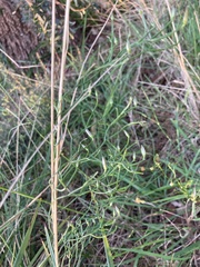Comesperma volubile