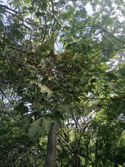 Gyrocarpus