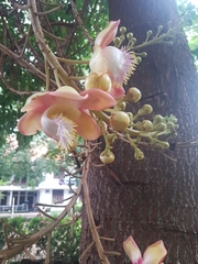 Couroupita guianensis