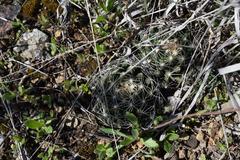 Escobaria missouriensis