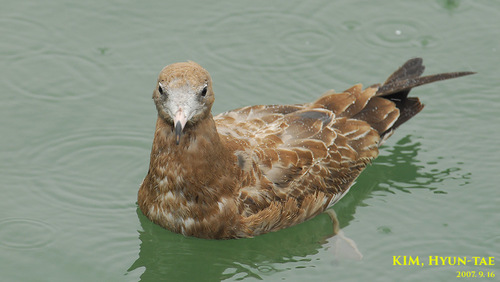 Larus crassirostris