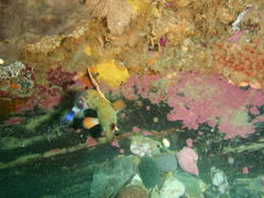 Acanthistius sebastoides