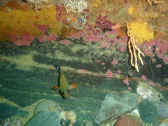 Acanthistius sebastoides