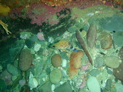 Acanthistius sebastoides