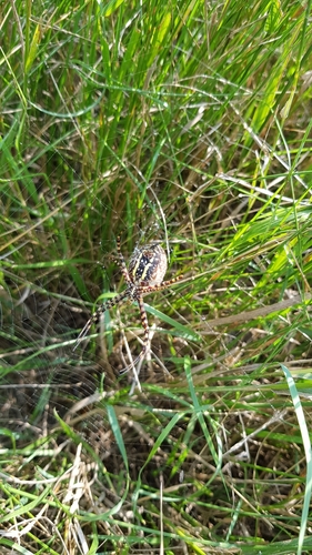 Banded Garden Spider