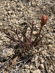 Castilleja praeterita