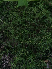 Mollugo verticillata